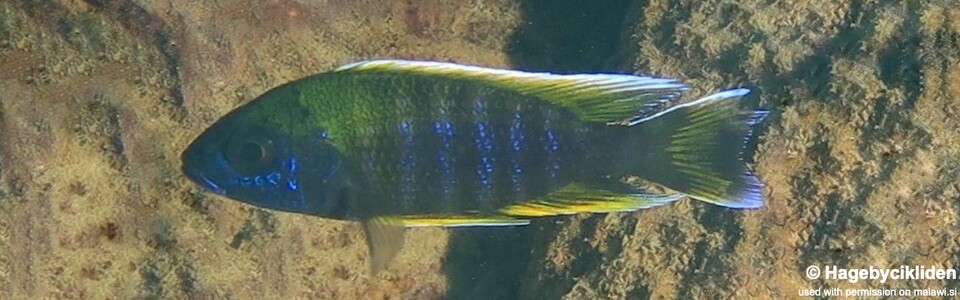 Aulonocara jacobfreibergi 'Ruarwe'