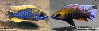 Aulonocara jacobfreibergi
