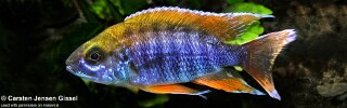 Aulonocara jacobfreibergi 'Chilumba'.jpg