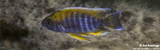 Aulonocara jacobfreibergi 'Chirwa Island'.jpg
