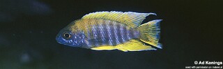 Aulonocara jacobfreibergi 'Hongi Island'.jpg
