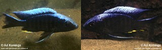 Aulonocara kandeense