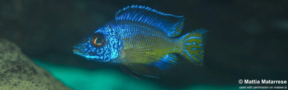 Aulonocara koningsi 'Ababi Island'