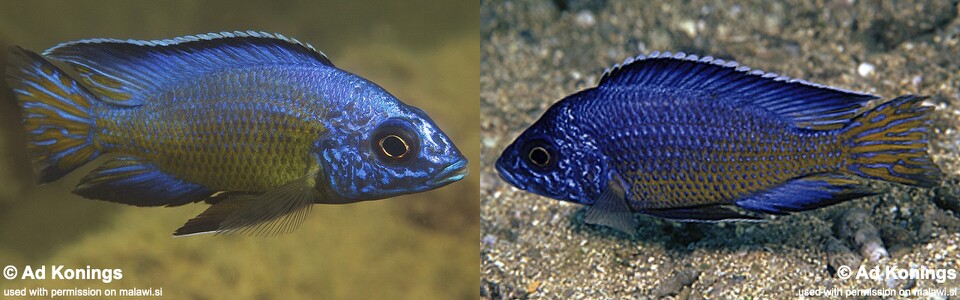 Aulonocara koningsi 'Mbenji Island' 