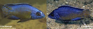 Aulonocara koningsi