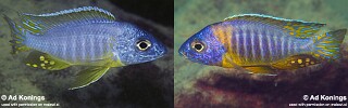 Aulonocara korneliae