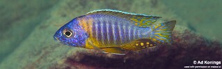 Aulonocara korneliae 'Same Bay'.jpg