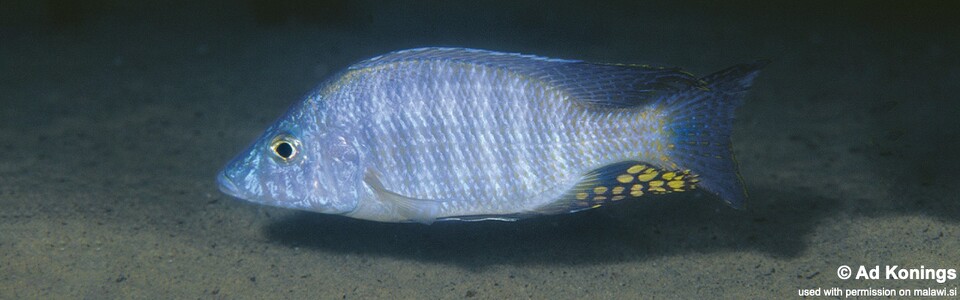 Aulonocara rostratum 'Chimwalani Reef'