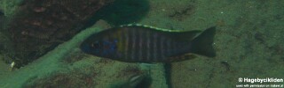 Aulonocara saulosi 'Masinje'.jpg