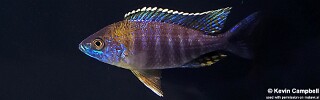 Aulonocara saulosi.jpg
