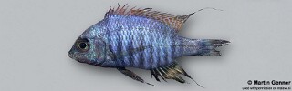 Aulonocara sp. 'blue chilumba'