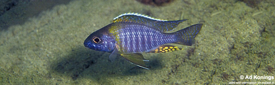 Aulonocara sp. 'chitande type masinje' Narungu