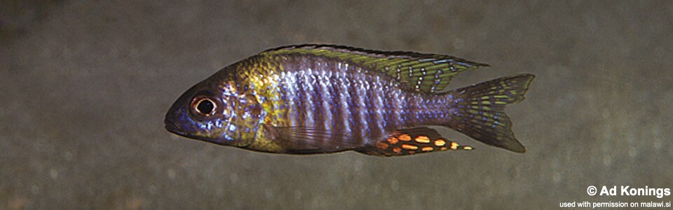 Aulonocara sp. 'chitande type north' Hora Mhango