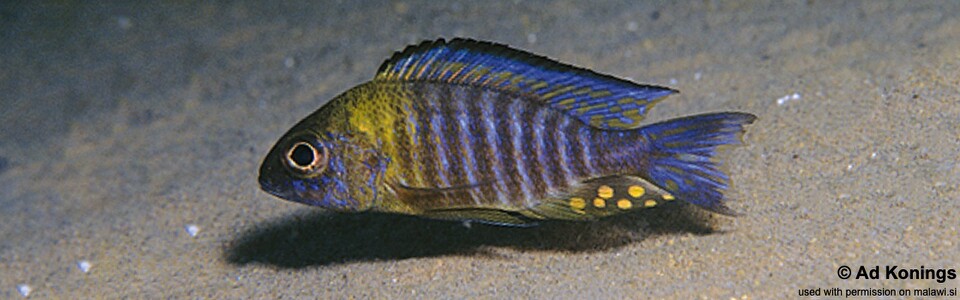 Aulonocara sp. 'chitande type north' Ndomo Point