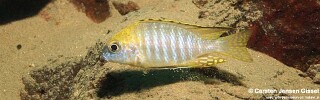 Aulonocara sp. 'deep lutheri'