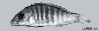Aulonocara sp. 'long'