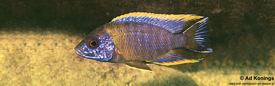 Aulonocara sp. 'lwanda' Chiwindi