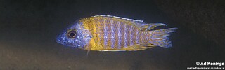 Aulonocara sp. 'stuartgranti maleri' Chidunga Rocks.jpg