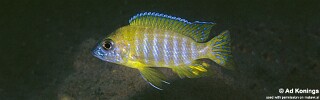Aulonocara sp. 'stuartgranti maleri' Nakantenga Island.jpg