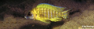 Aulonocara sp. 'stuartgranti maleri' Nankoma Island.jpg