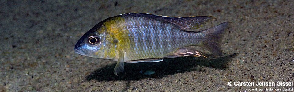 Aulonocara sp. 'yellow collar' Chemwezi Rocks