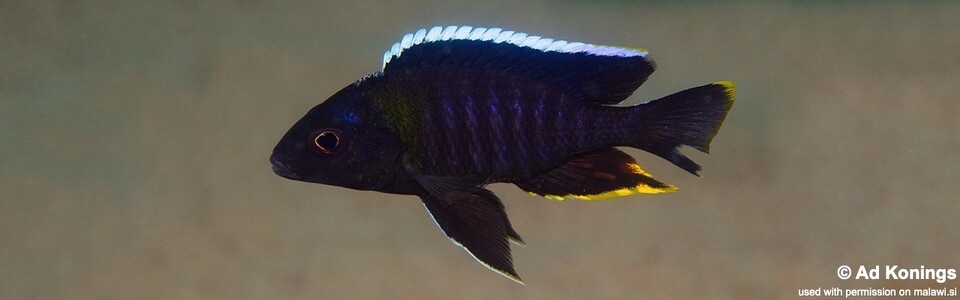 Aulonocara sp. 'yellow collar' Mazinzi Reef