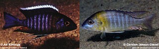Aulonocara sp. 'yellow collar'