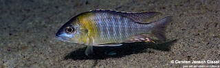 Aulonocara sp. 'yellow collar' Chemwezi Rocks.jpg