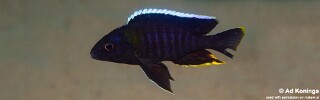 Aulonocara sp. 'yellow collar' Mazinzi Reef.jpg