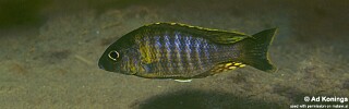 Aulonocara sp. &#39;chitande type kande&#39; Kande Island