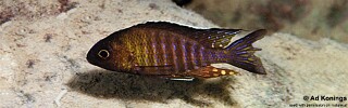 Aulonocara sp. 'chitande type mozambique' Hai (Chimate) Reef.jpg