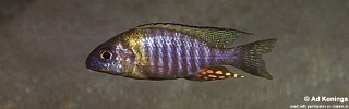Aulonocara sp. 'chitande type north' Hora Mhango.jpg
