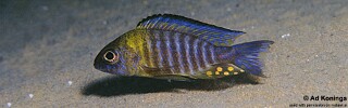 Aulonocara sp. 'chitande type north' Ndomo Point.jpg