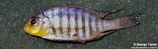 Aulonocara sp. &#39;deep yellow&#39; Maleri Island
