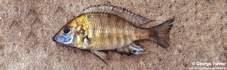 Aulonocara sp. &#39;gold&#39;