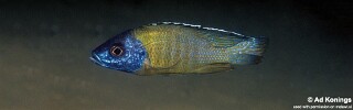 Aulonocara sp. &#39;jalo&#39; Jalo Reef