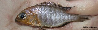 Aulonocara sp. &#39;orange&#39; Monkey Bay
