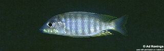 Aulonocara sp. &#39;pyramid&#39; Luwala Reef