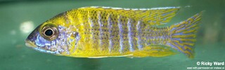 Aulonocara sp. &#39;stuartgranti maleri&#39; Chitseko Reef