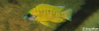 Aulonocara sp. &#39;stuartgranti maleri&#39; Maleri Island