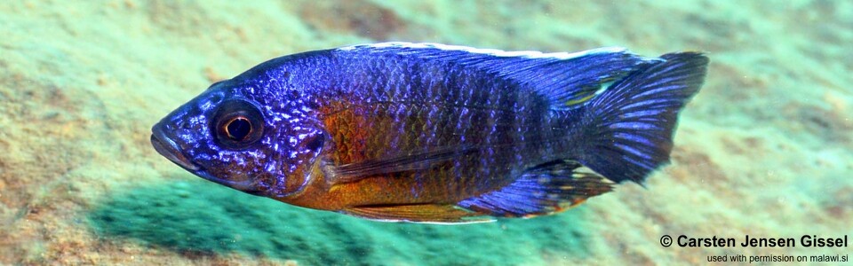 Aulonocara stuartgranti 'Border'<br><font color=gray>Aulonocara hansbaenschi 'Border'</font>