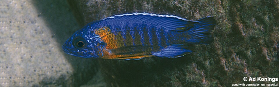 Aulonocara stuartgranti 'Chinuni'<br><font color=gray>Aulonocara hansbaenschi 'Chinuni'</font>