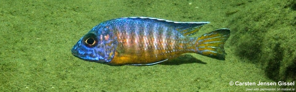 Aulonocara stuartgranti 'Chisanga'