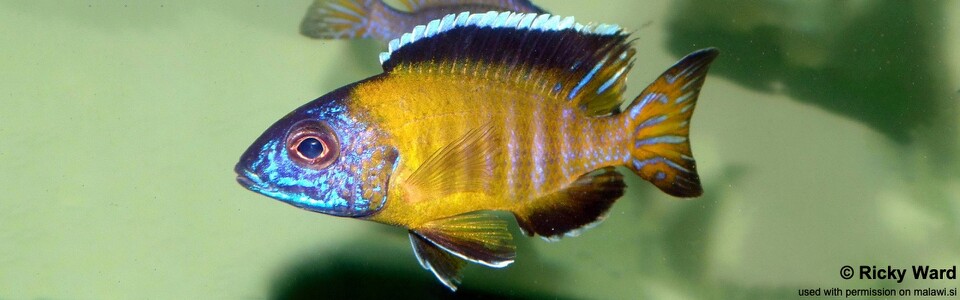 Aulonocara stuartgranti 'Lundo'