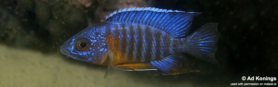 Aulonocara stuartgranti 'Malopa'<br><font color=gray>Aulonocara hansbaenschi 'Malopa'</font>