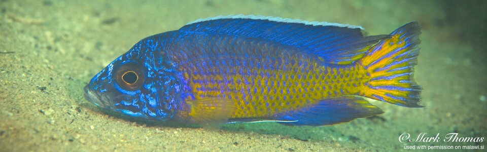 Aulonocara stuartgranti 'Mdowa'