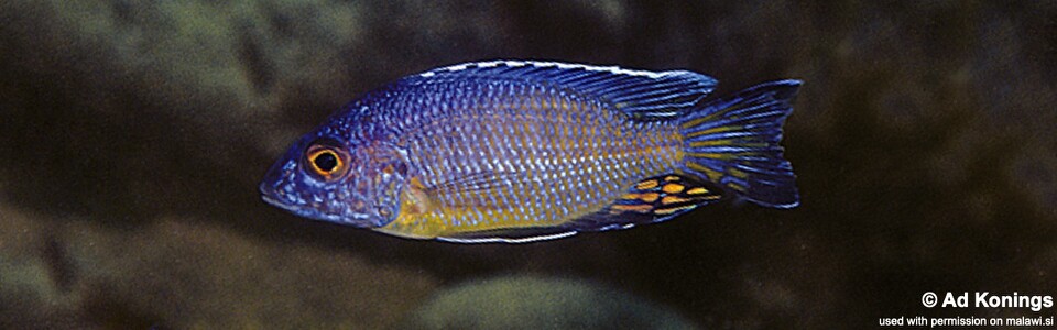Aulonocara stuartgranti 'Mundola Point'