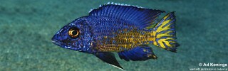 Aulonocara stuartgranti 'Chesese'.jpg