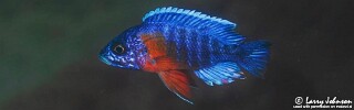 Aulonocara stuartgranti 'Chimwalani Reef'.jpg
