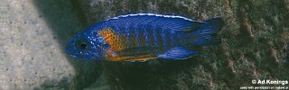 Aulonocara stuartgranti 'Chinuni'.jpg